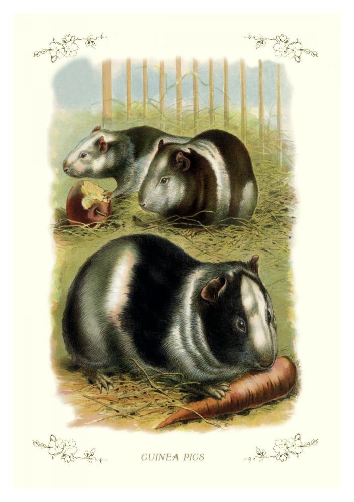 Guinea Pigs, 1900-Paper Art-14"x20"