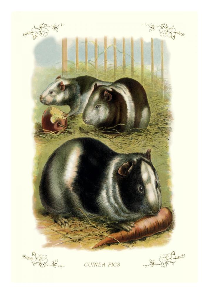 Guinea Pigs, 1900-Paper Art-18"x26"