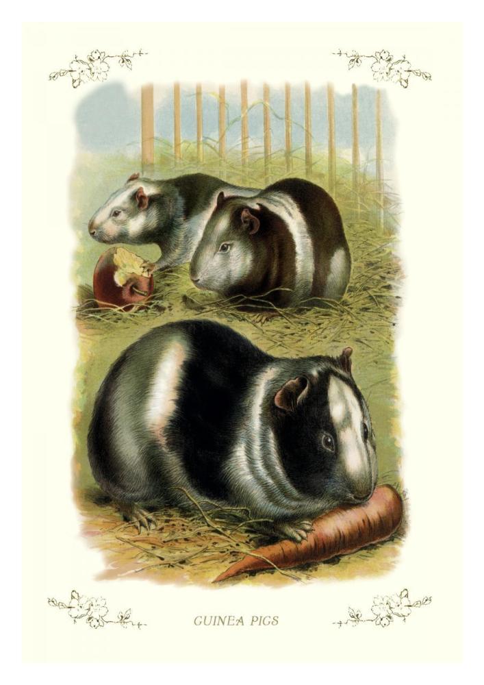 Guinea Pigs, 1900-Paper Art-22"x32"