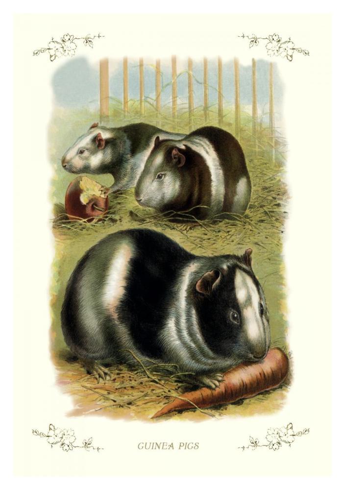 Guinea Pigs, 1900-Paper Art-26"x38"