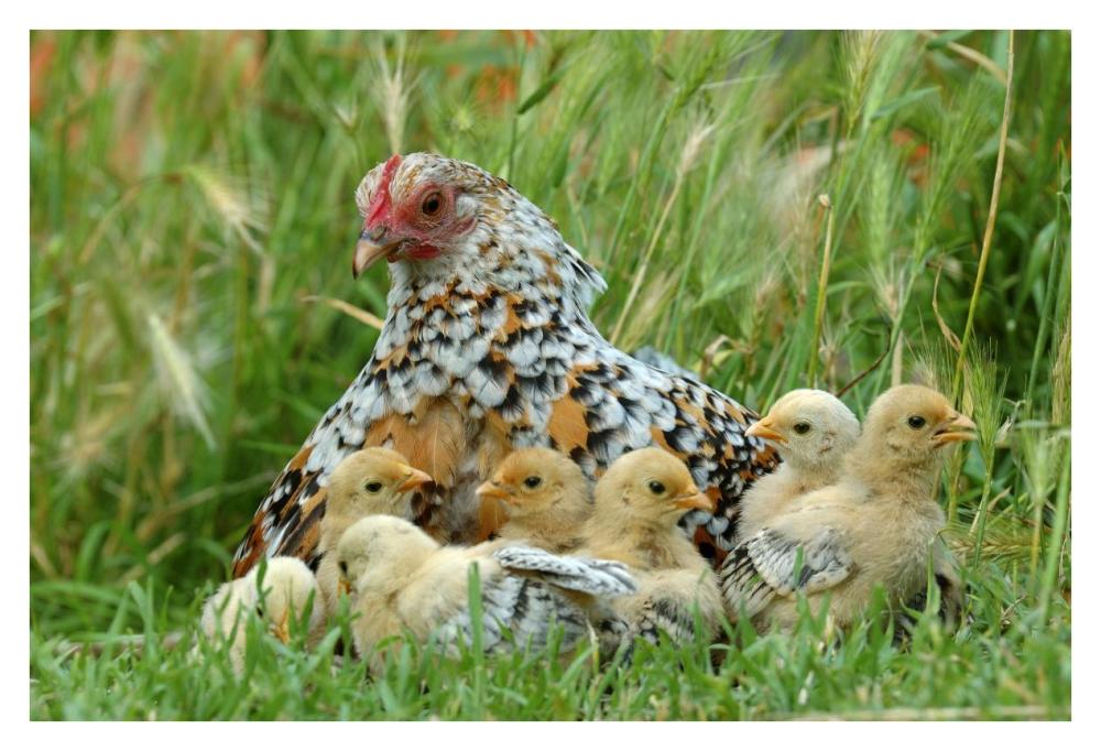 Fowl with chicks-Paper Art-38"x26"