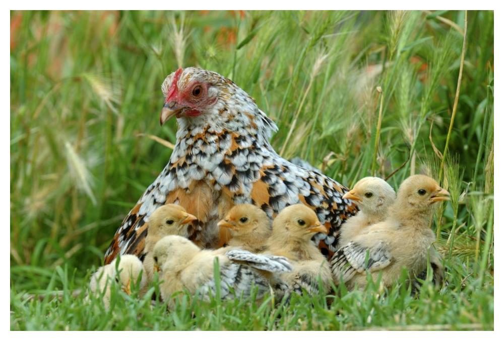 Fowl with chicks-Paper Art-50"x34"