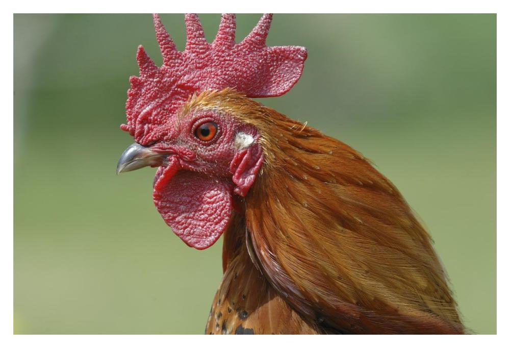 Portrait of a cockerel-Paper Art-20"x14"