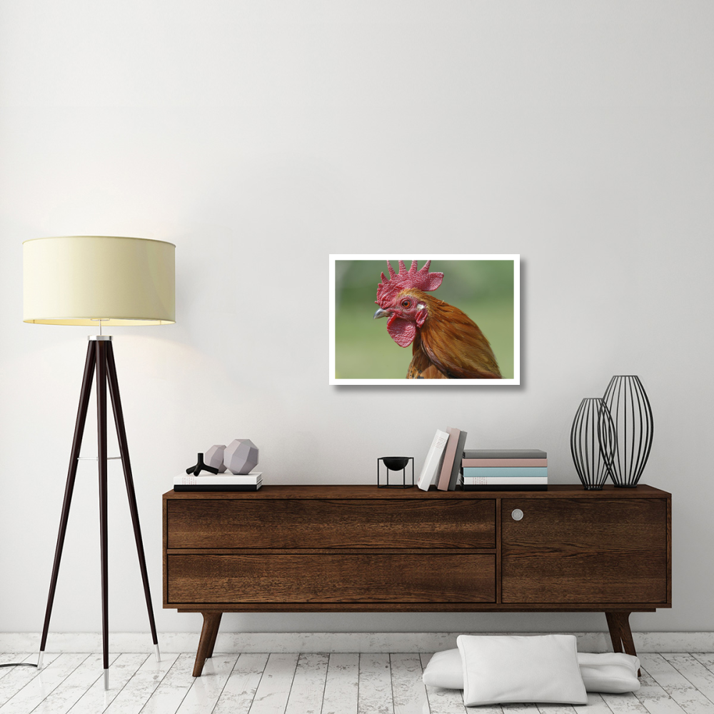 Portrait of a cockerel-Paper Art-32&quotx22"