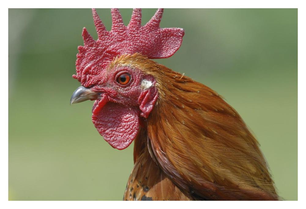 Portrait of a cockerel-Paper Art-38"x26"