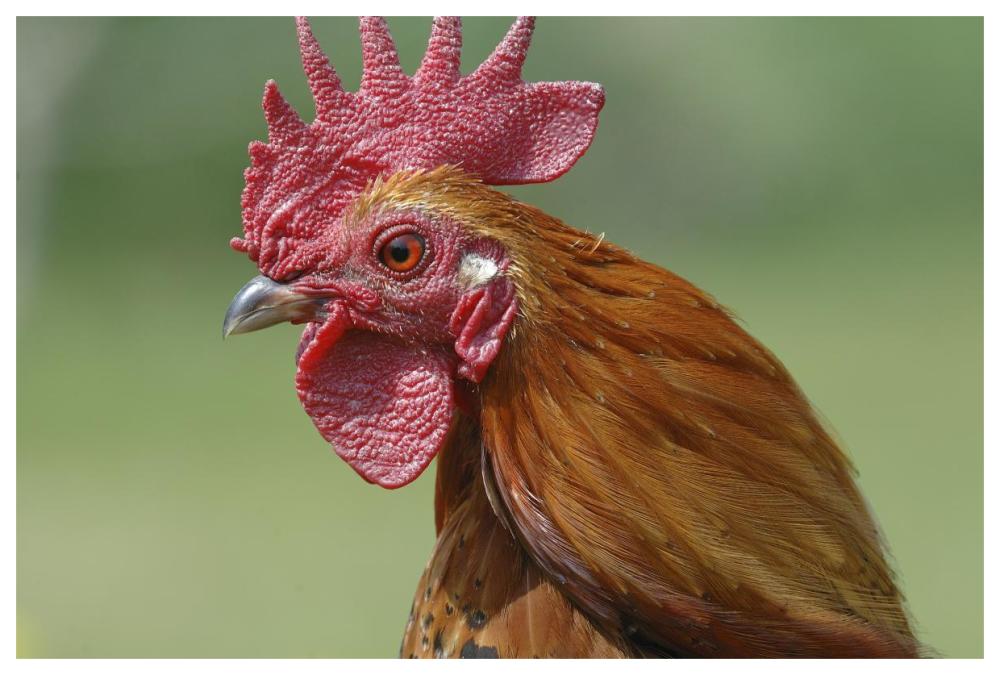 Portrait of a cockerel-Paper Art-62"x42"