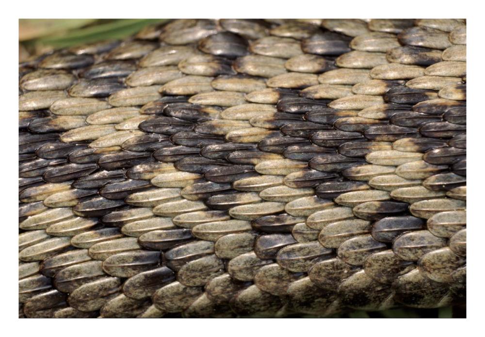 Common European Adder scale detail-Paper Art-26"x18"