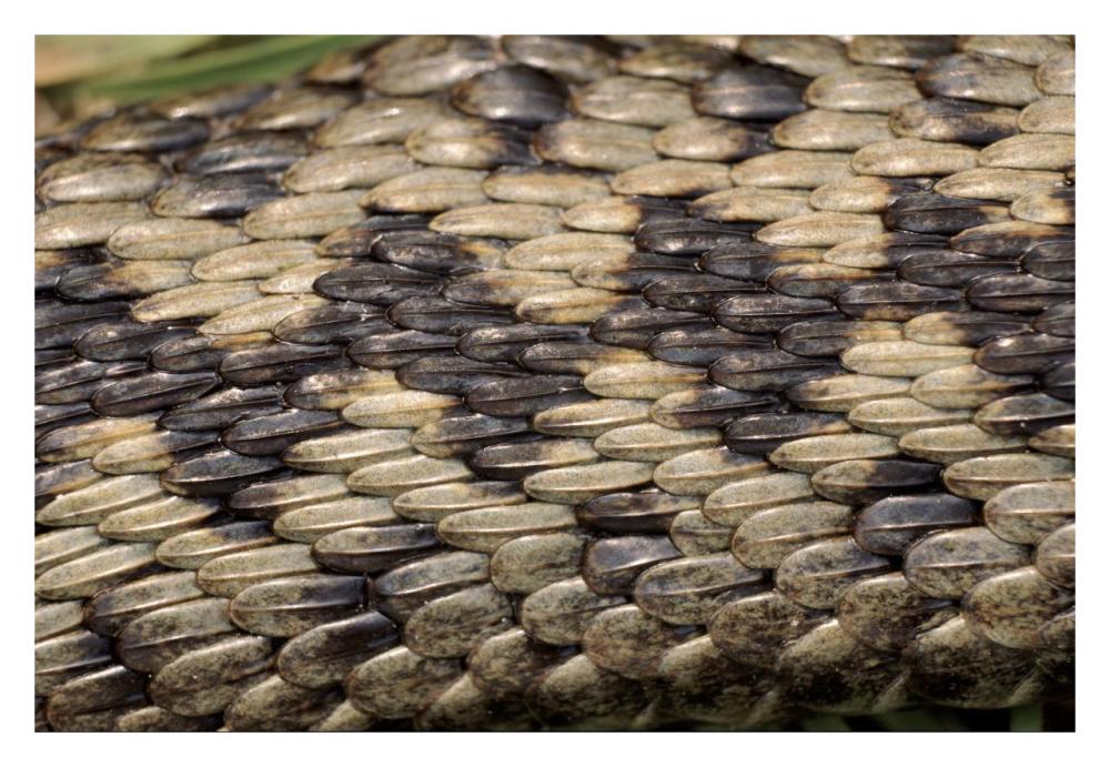 Common European Adder scale detail-Paper Art-32"x22"