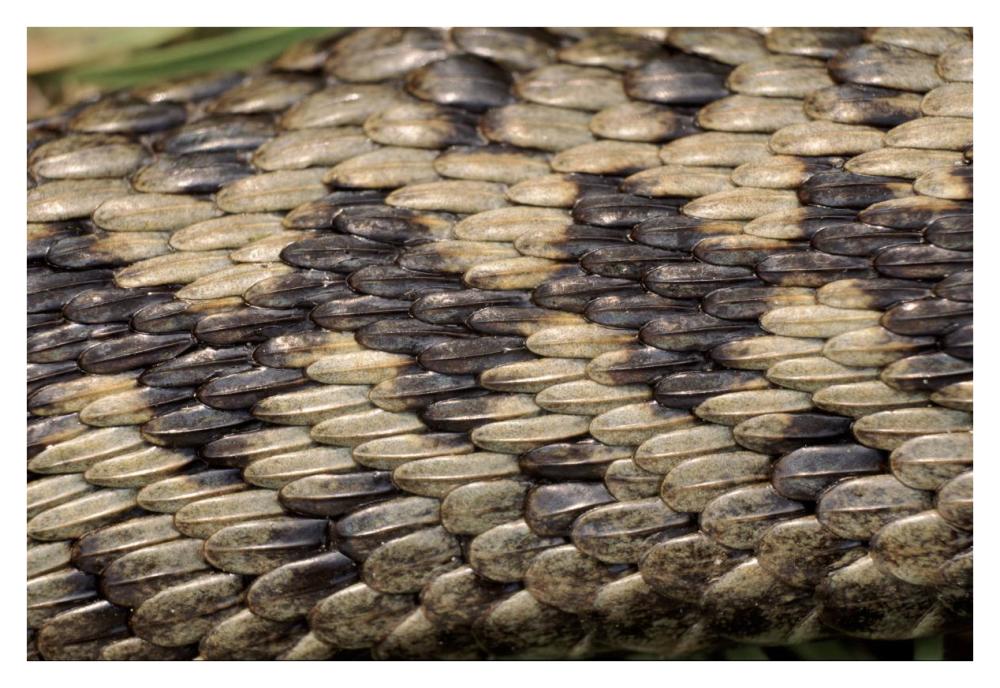 Common European Adder scale detail-Paper Art-38"x26"