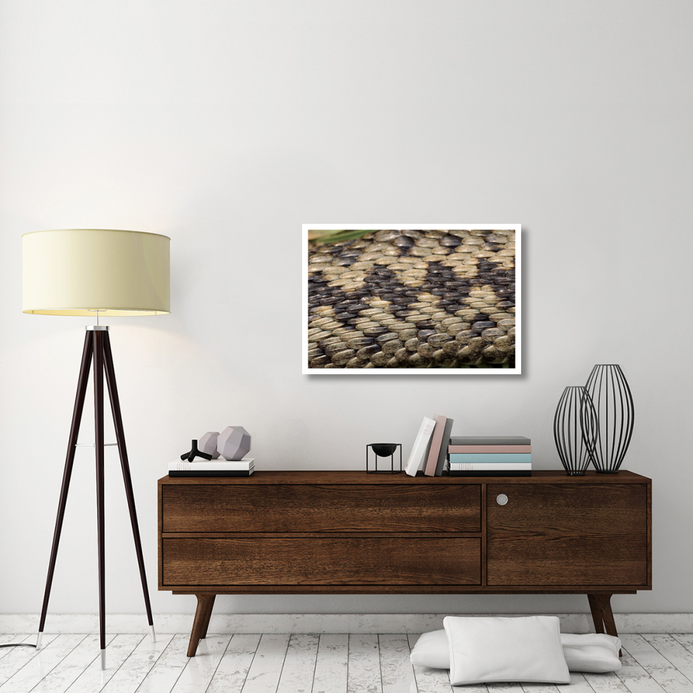 Common European Adder scale detail-Paper Art-38&quotx26"