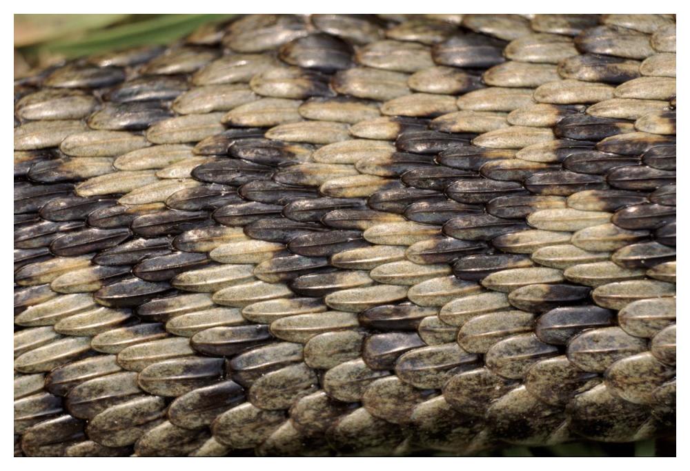 Common European Adder scale detail-Paper Art-50"x34"