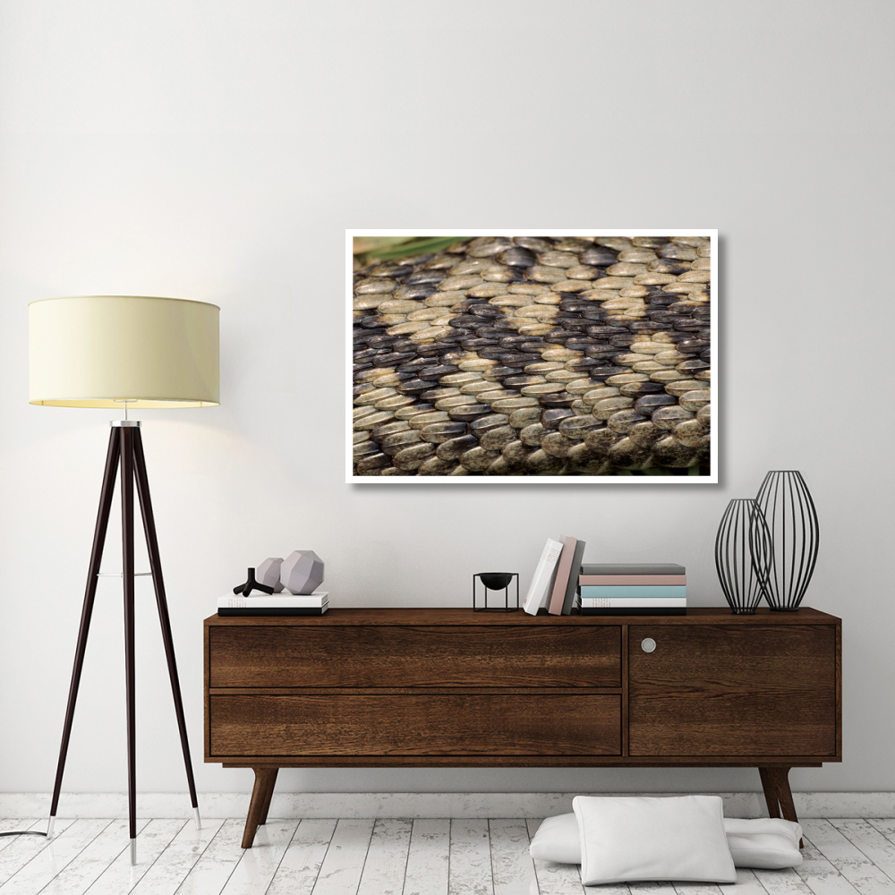 Common European Adder scale detail-Paper Art-50&quotx34"