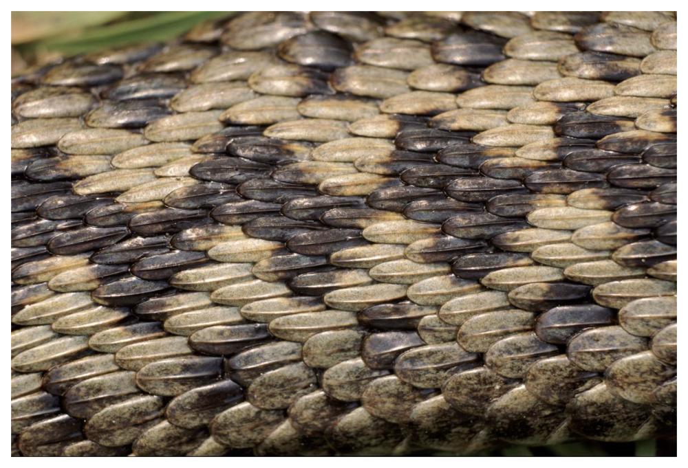 Common European Adder scale detail-Paper Art-62"x42"