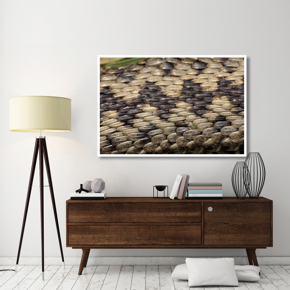 Common European Adder scale detail-Paper Art-62&quotx42"