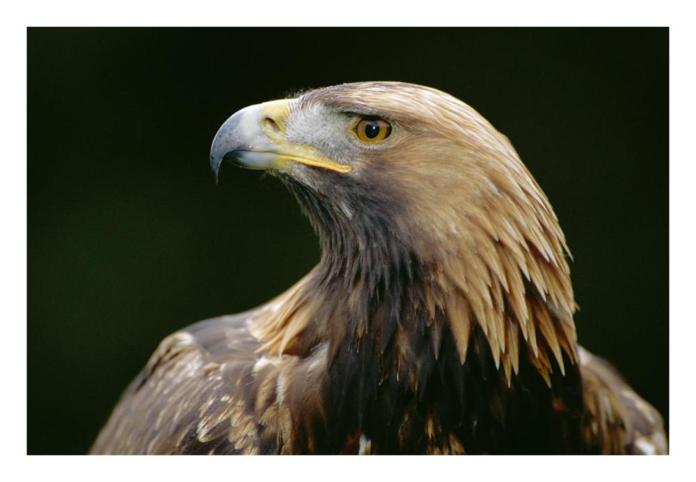 Golden Eagle 4th year male, Scotland-Paper Art-26"x18"