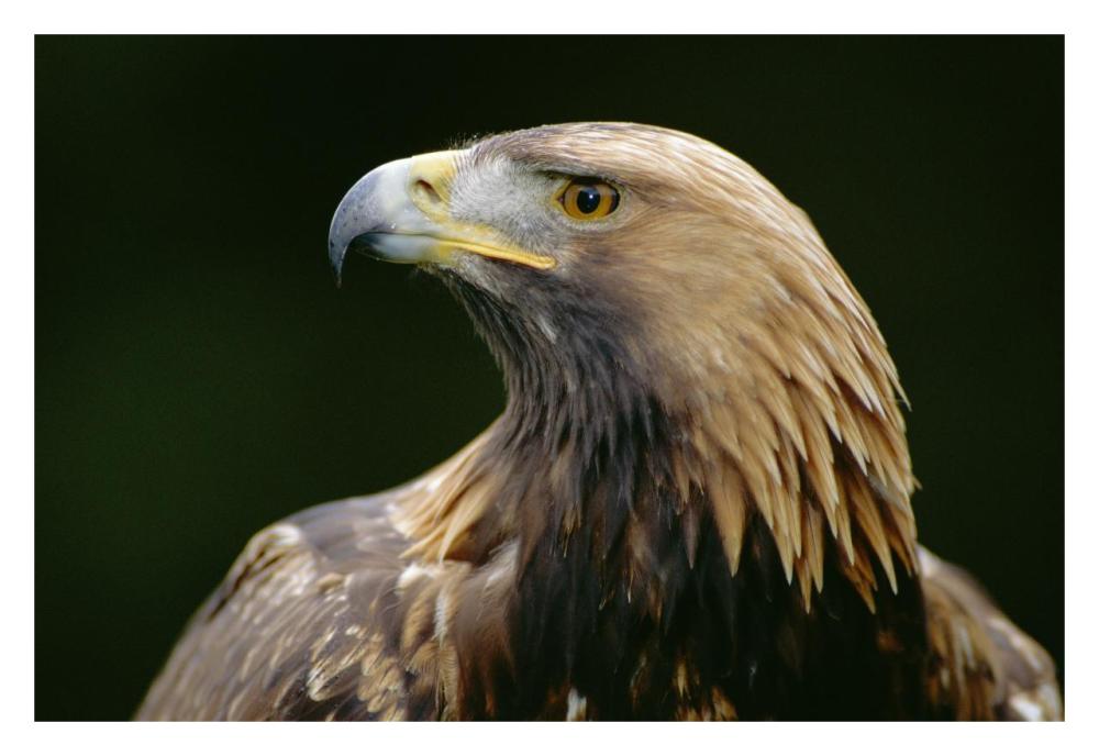 Golden Eagle 4th year male, Scotland-Paper Art-32"x22"