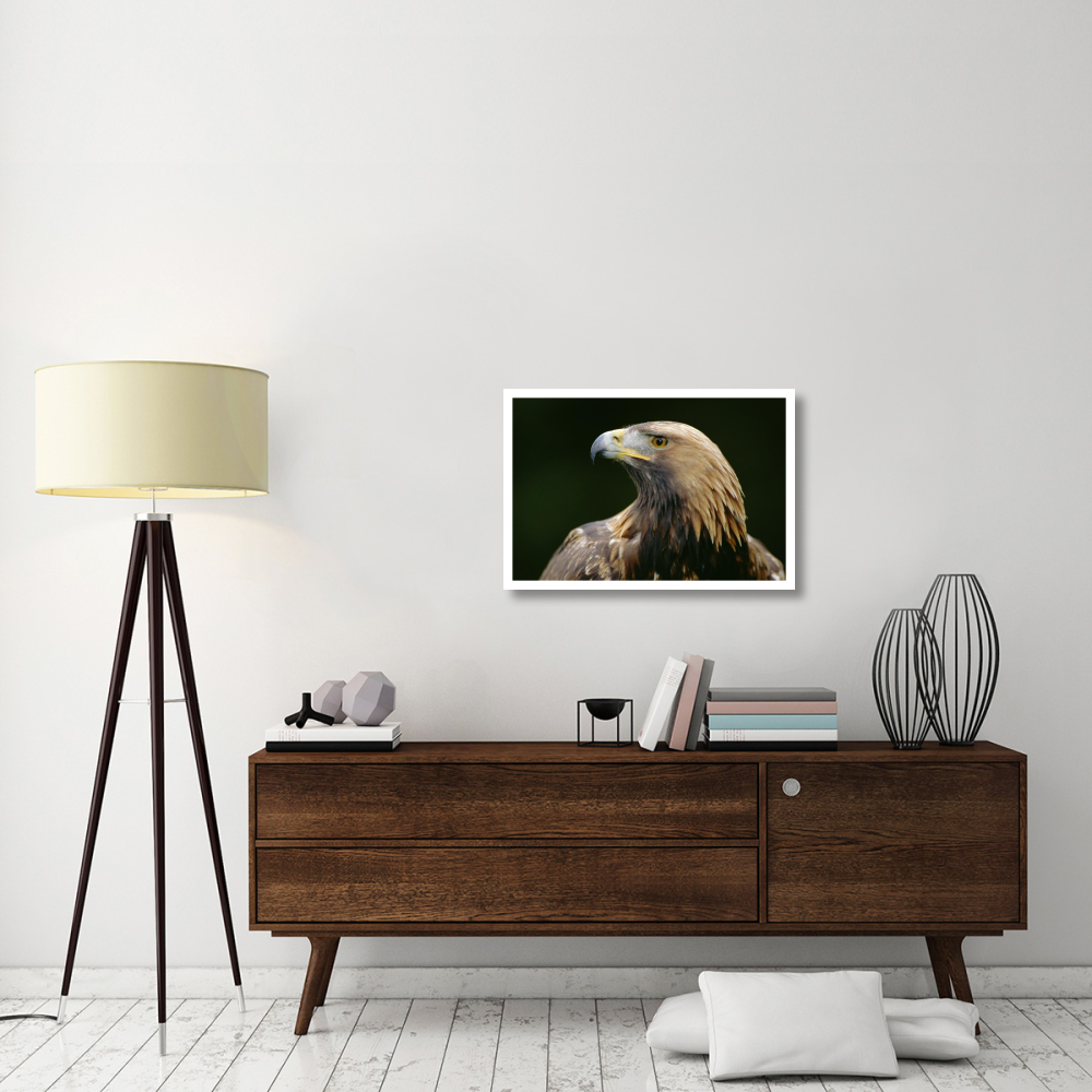 Golden Eagle 4th year male, Scotland-Paper Art-32&quotx22"