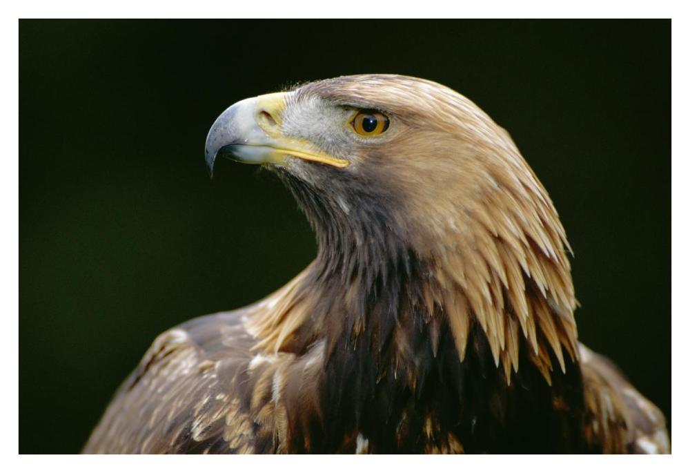 Golden Eagle 4th year male, Scotland-Paper Art-38"x26"