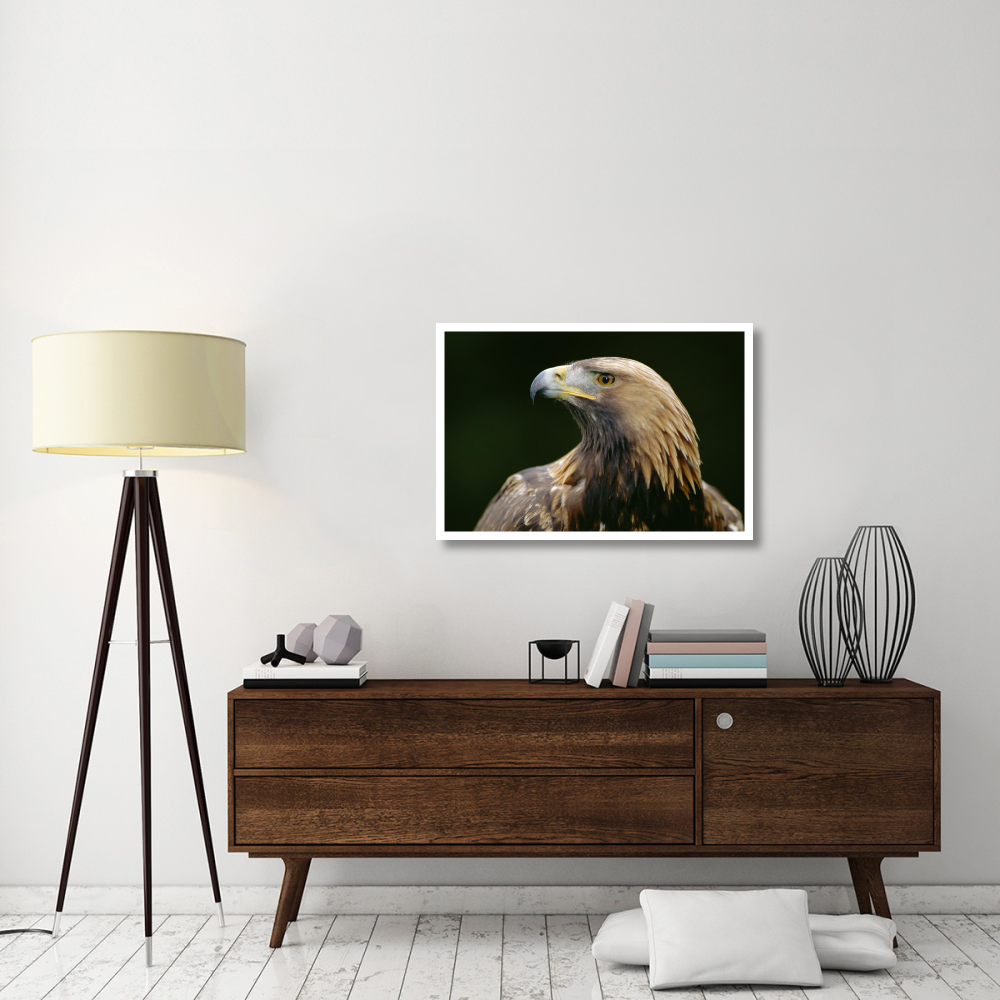 Golden Eagle 4th year male, Scotland-Paper Art-38&quotx26"