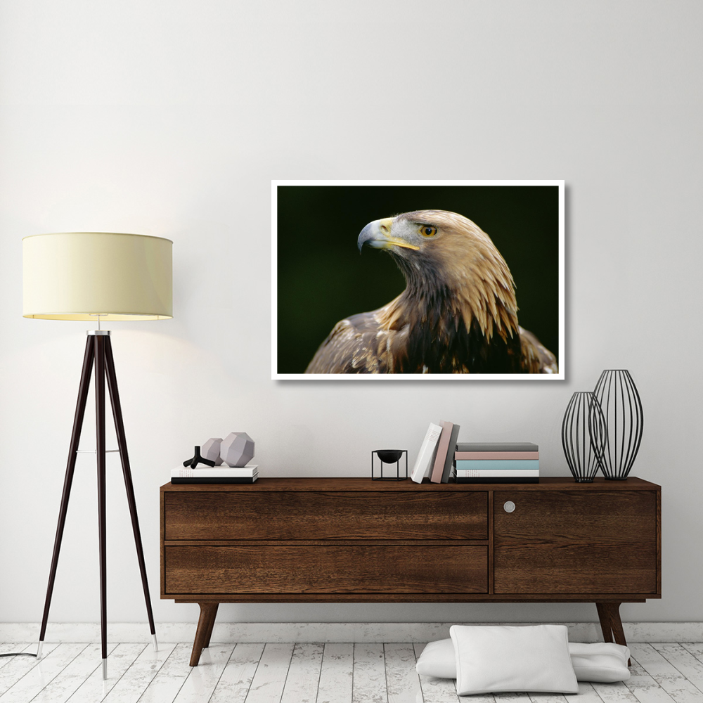 Golden Eagle 4th year male, Scotland-Paper Art-50&quotx34"