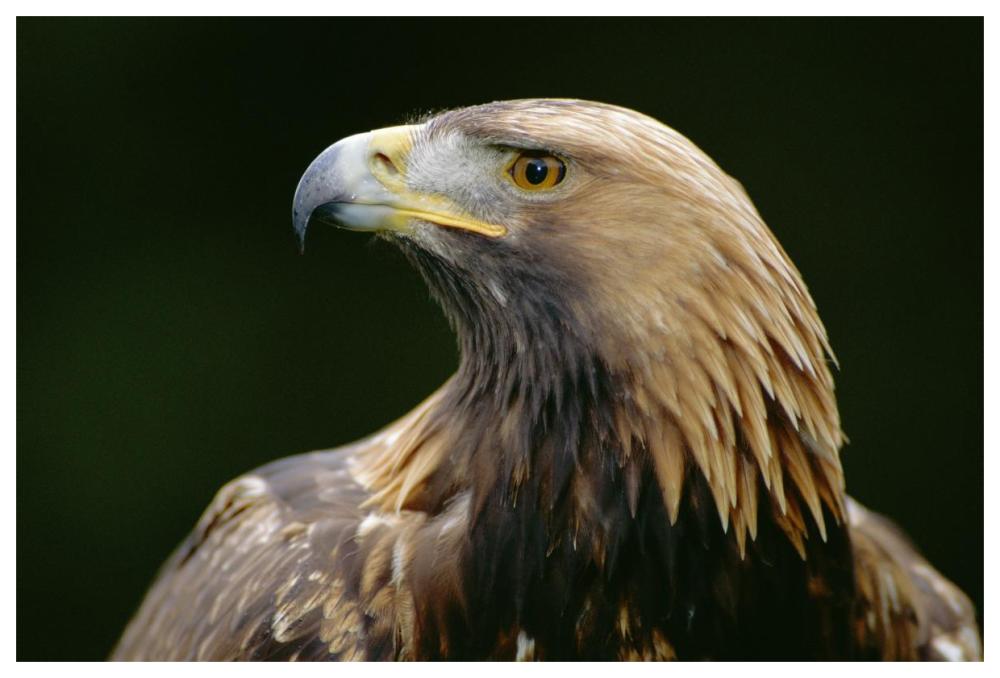 Golden Eagle 4th year male, Scotland-Paper Art-62"x42"