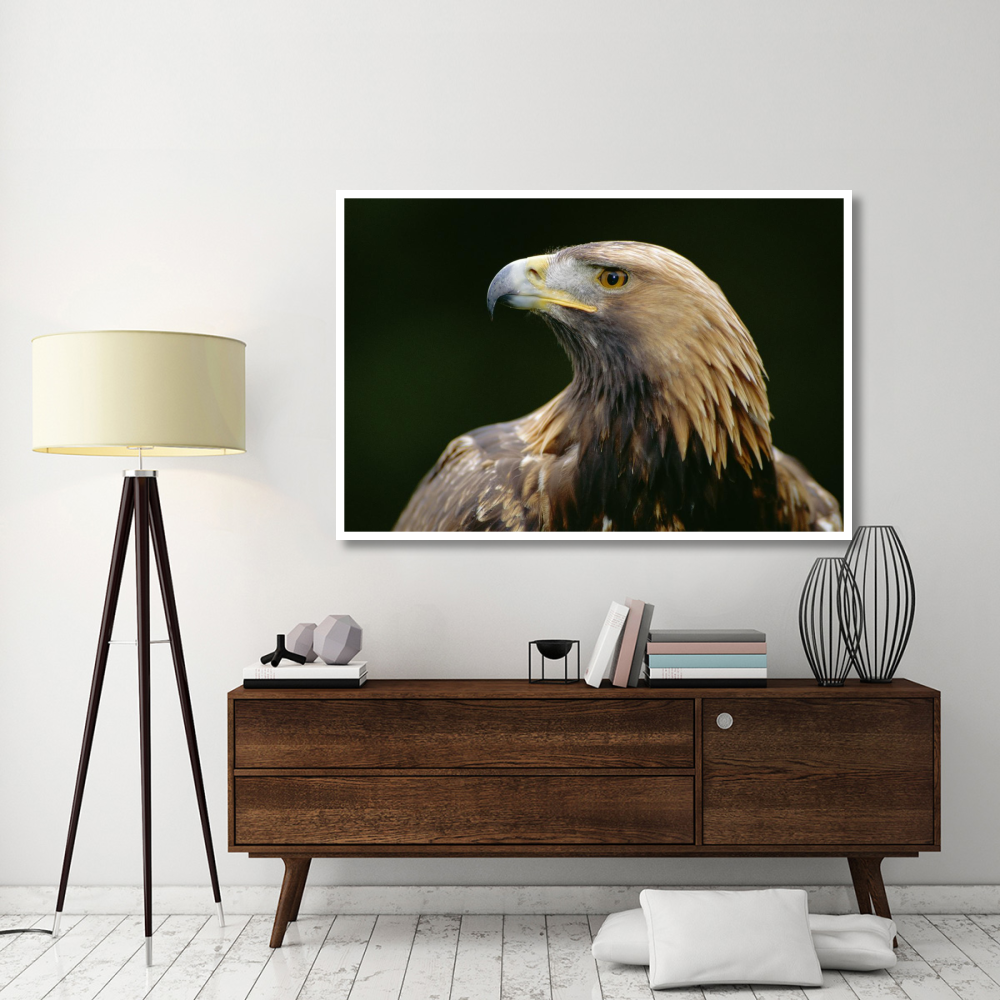 Golden Eagle 4th year male, Scotland-Paper Art-62&quotx42"
