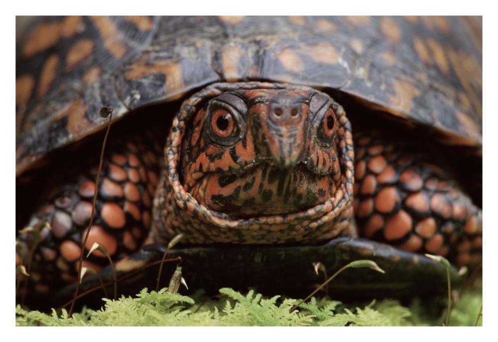 Eastern Box Turtle head portrait, USA-Paper Art-32"x22"