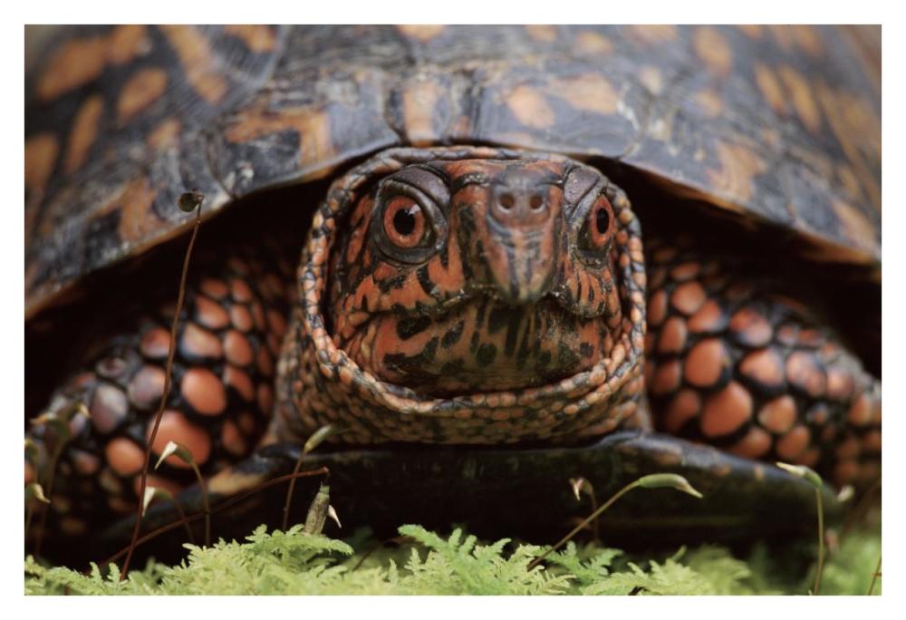 Eastern Box Turtle head portrait, USA-Paper Art-38"x26"