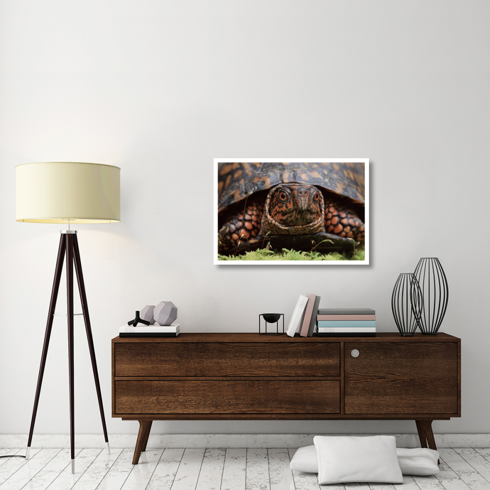 Eastern Box Turtle head portrait, USA-Paper Art-38&quotx26"