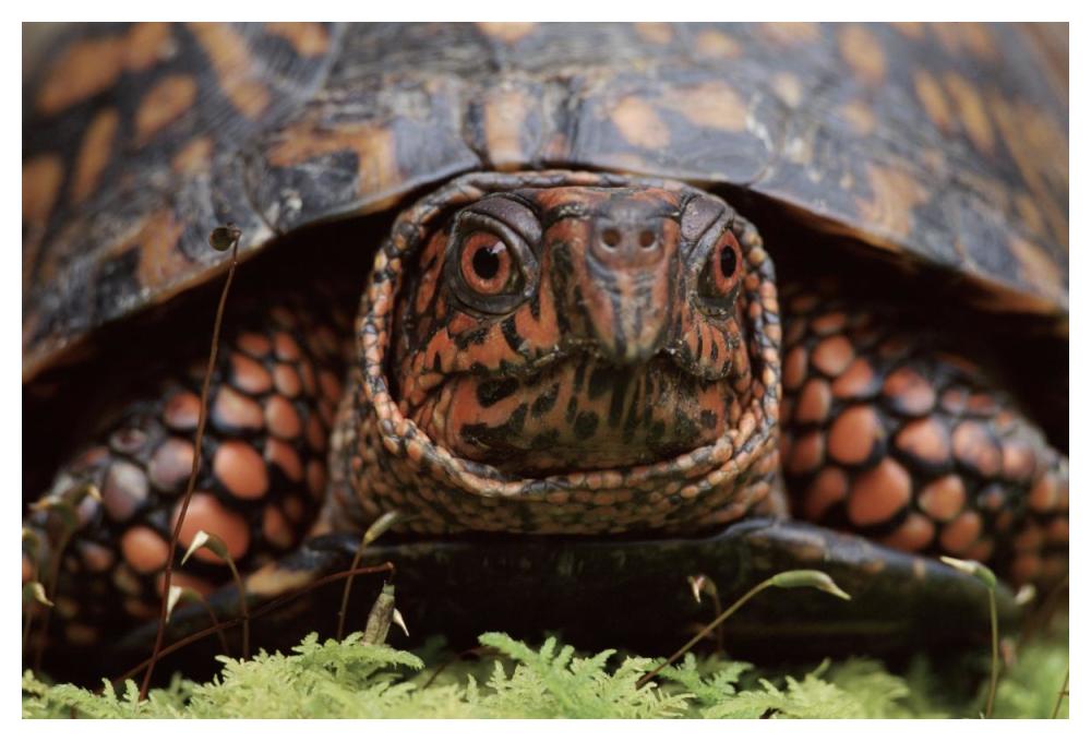 Eastern Box Turtle head portrait, USA-Paper Art-50"x34"