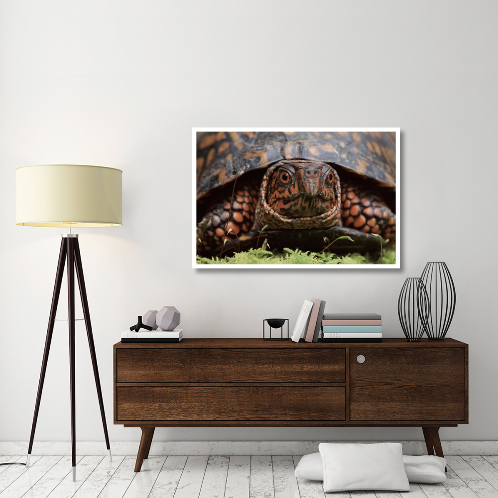 Eastern Box Turtle head portrait, USA-Paper Art-50&quotx34"