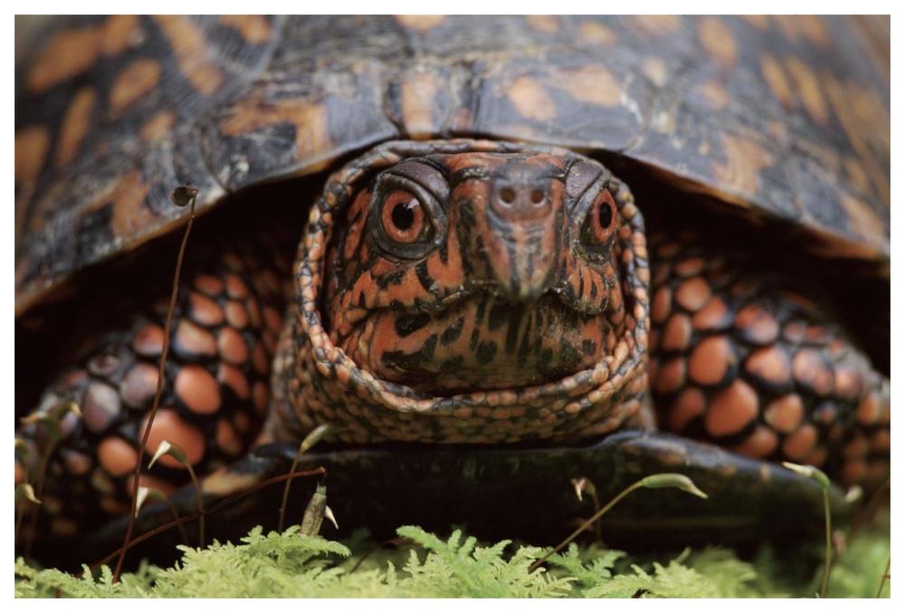 Eastern Box Turtle head portrait, USA-Paper Art-62"x42"