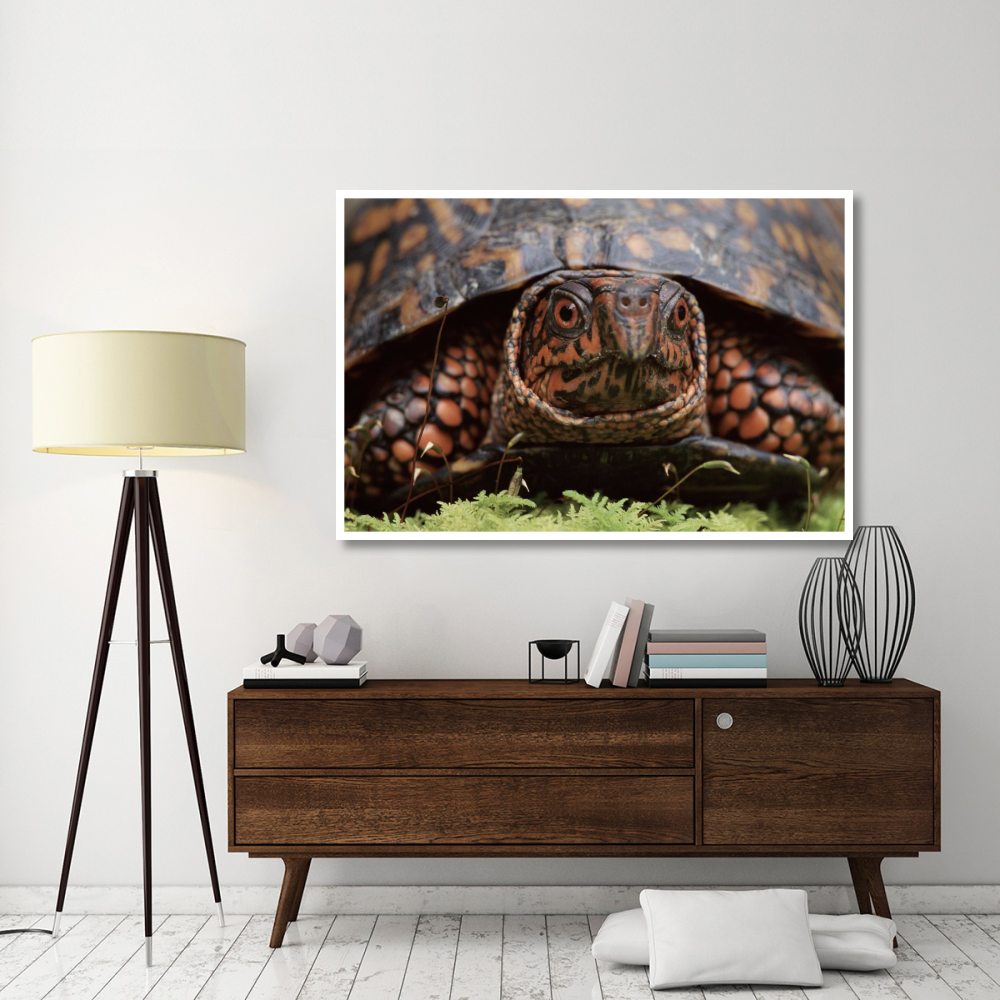 Eastern Box Turtle head portrait, USA-Paper Art-62&quotx42"