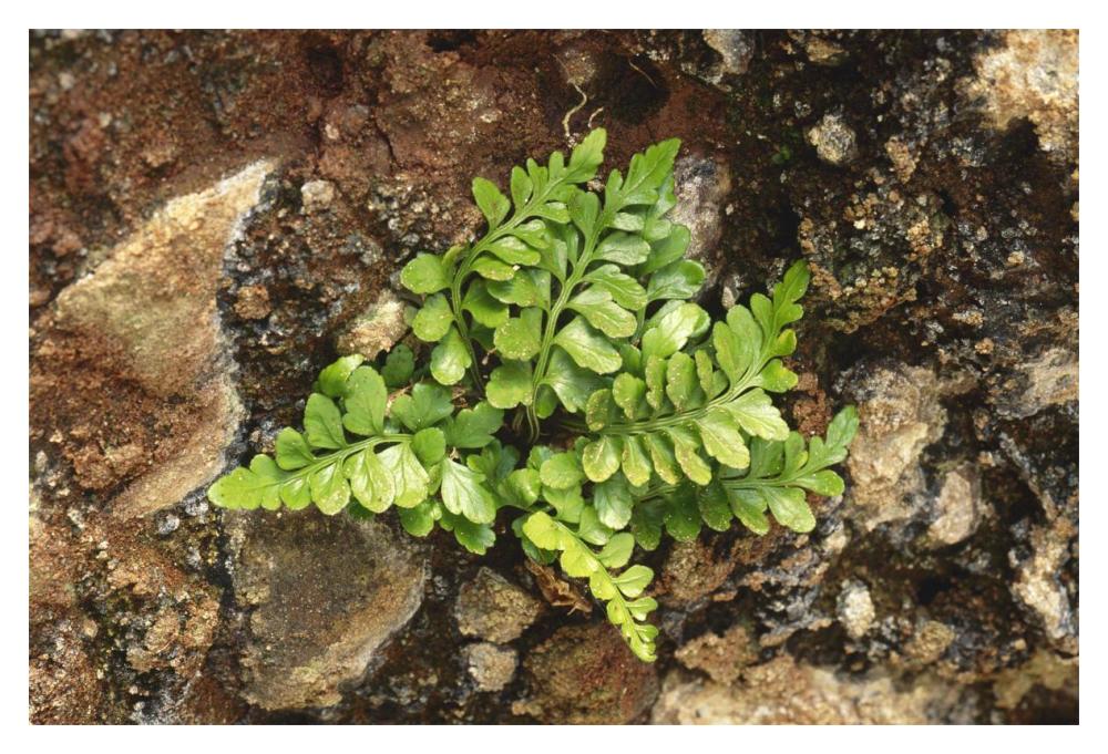 Sea Spleenwort fern growing in rock wall, Scotland-Paper Art-20"x14"