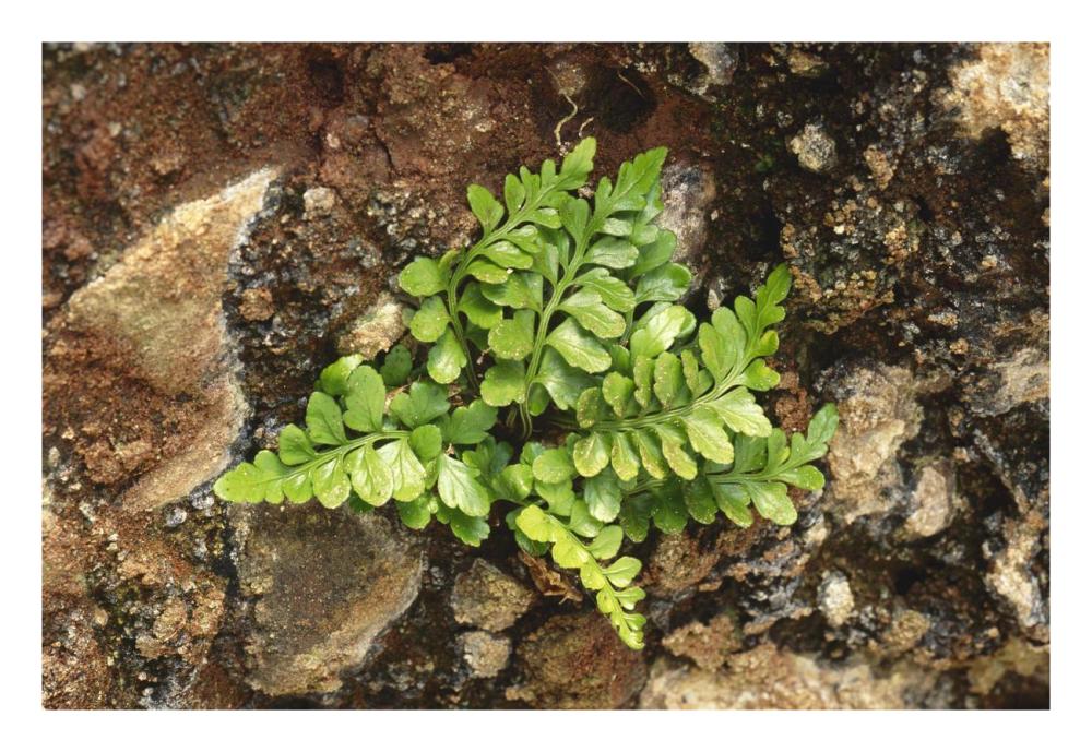 Sea Spleenwort fern growing in rock wall, Scotland-Paper Art-26"x18"