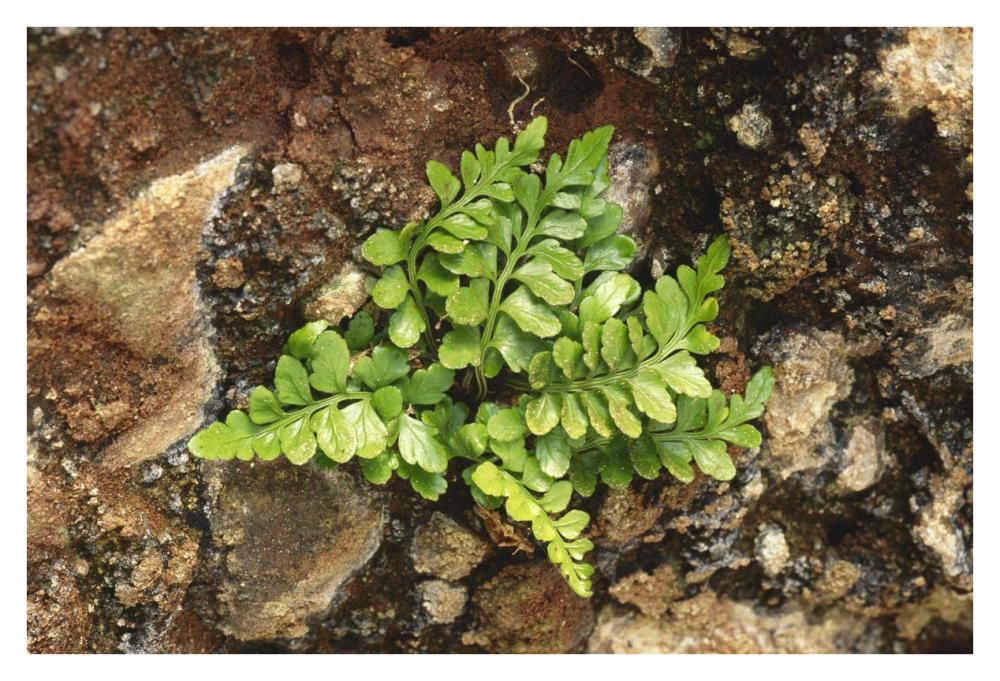 Sea Spleenwort fern growing in rock wall, Scotland-Paper Art-38"x26"