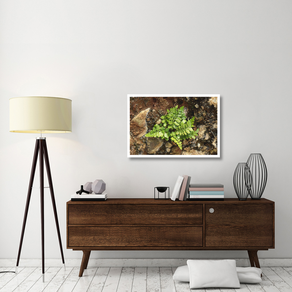 Sea Spleenwort fern growing in rock wall, Scotland-Paper Art-38&quotx26"
