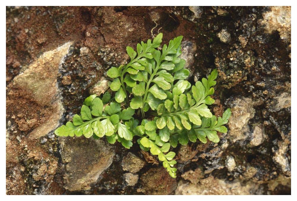 Sea Spleenwort fern growing in rock wall, Scotland-Paper Art-50"x34"