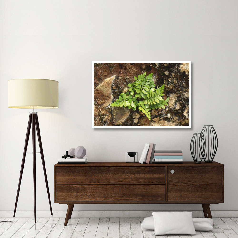 Sea Spleenwort fern growing in rock wall, Scotland-Paper Art-50&quotx34"