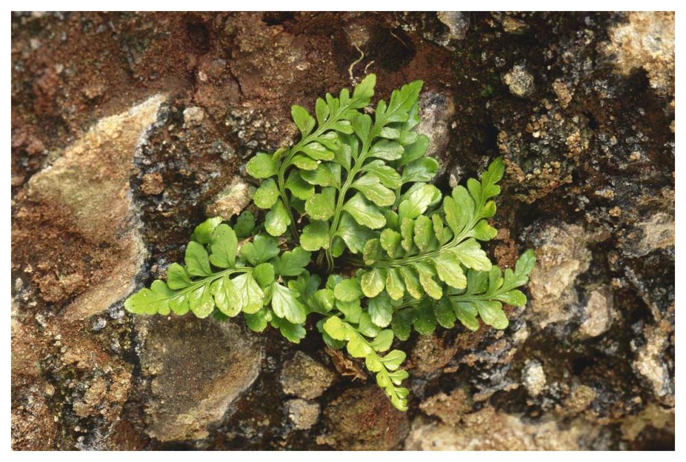 Sea Spleenwort fern growing in rock wall, Scotland-Paper Art-62"x42"