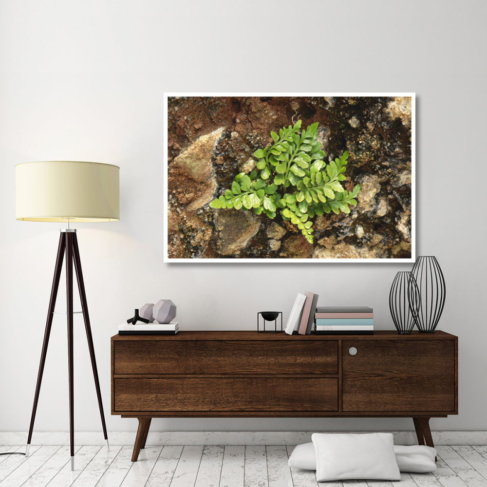 Sea Spleenwort fern growing in rock wall, Scotland-Paper Art-62&quotx42"