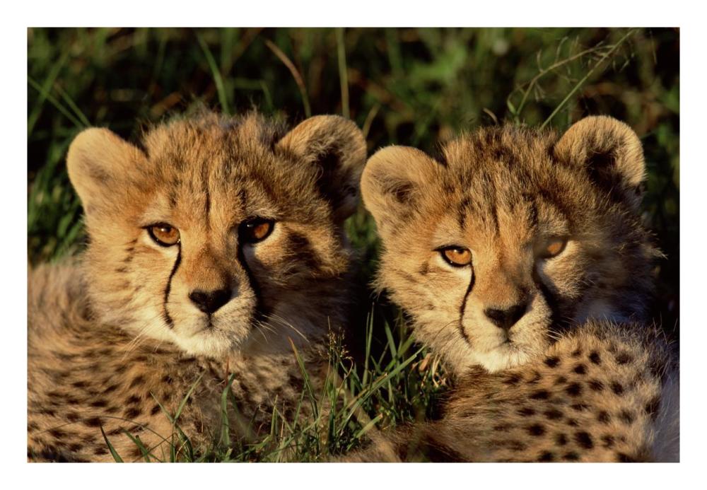 Cheetah two cubs, Masai Mara, Kenya-Paper Art-26"x18"