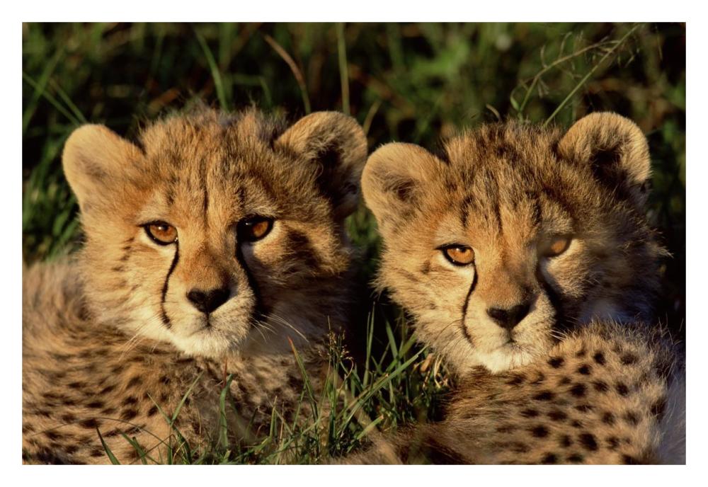Cheetah two cubs, Masai Mara, Kenya-Paper Art-32"x22"