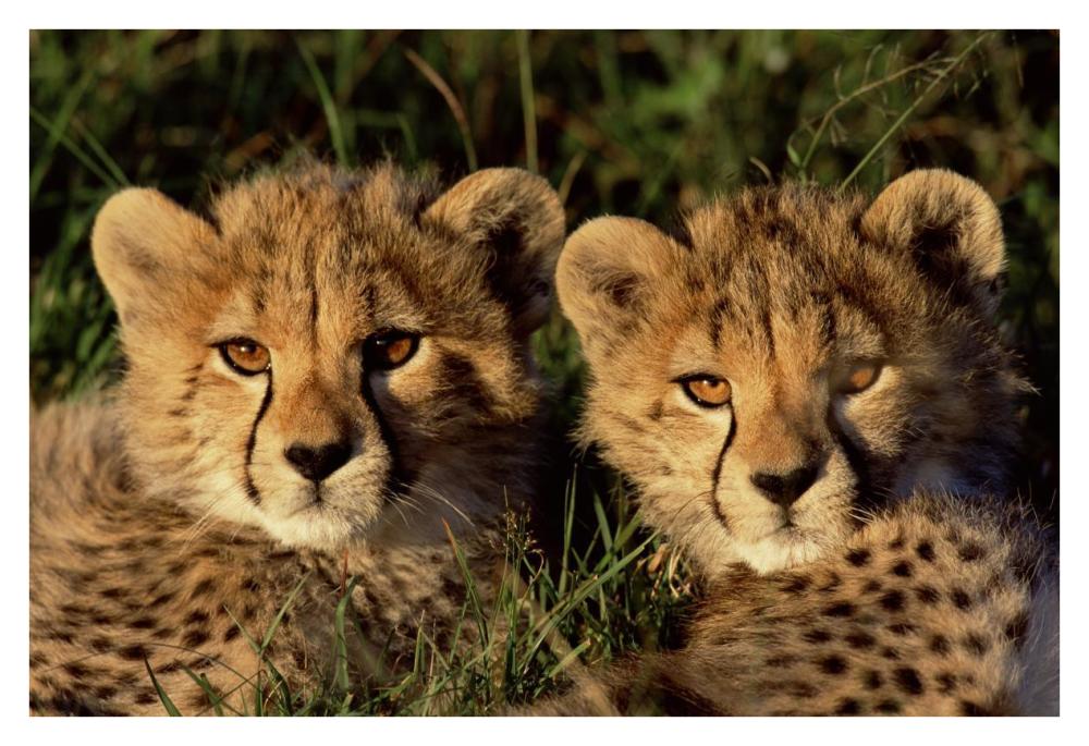 Cheetah two cubs, Masai Mara, Kenya-Paper Art-38"x26"