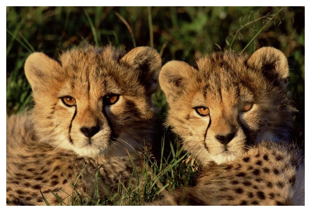 Cheetah two cubs, Masai Mara, Kenya-Paper Art-50"x34"