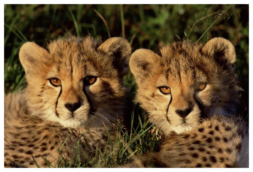 Cheetah two cubs, Masai Mara, Kenya-Paper Art-62"x42"