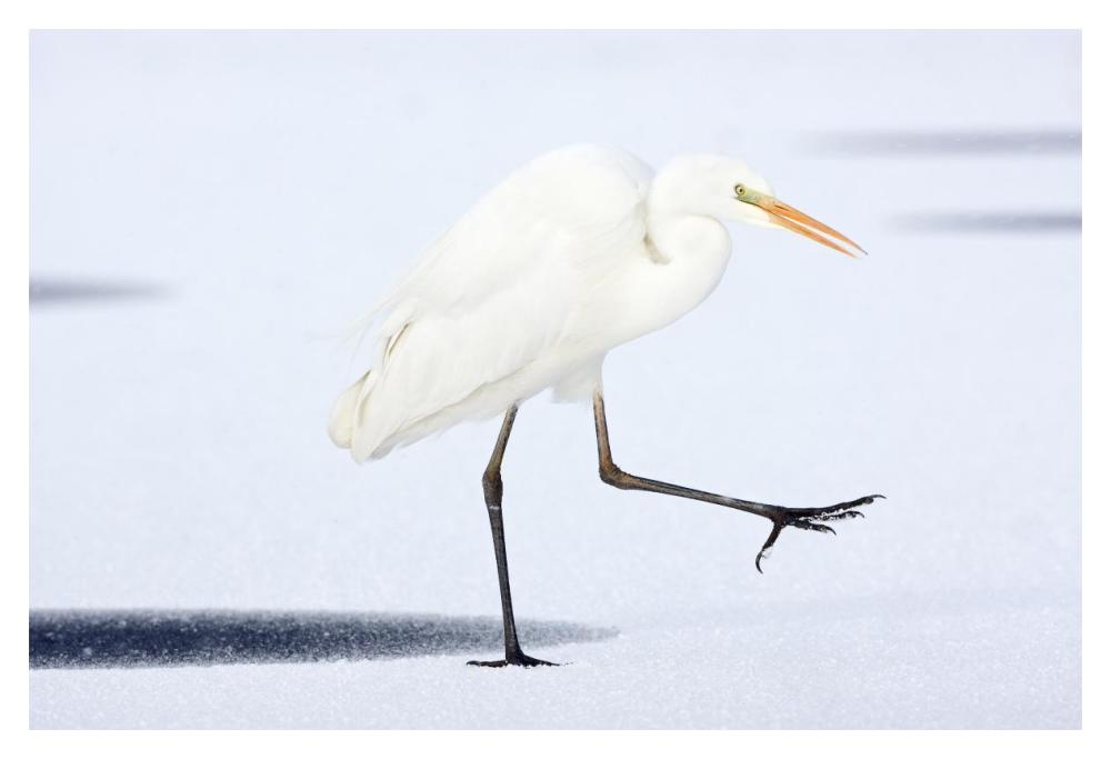Great White Egret walking across the ice, Netherlands-Paper Art-20"x14"