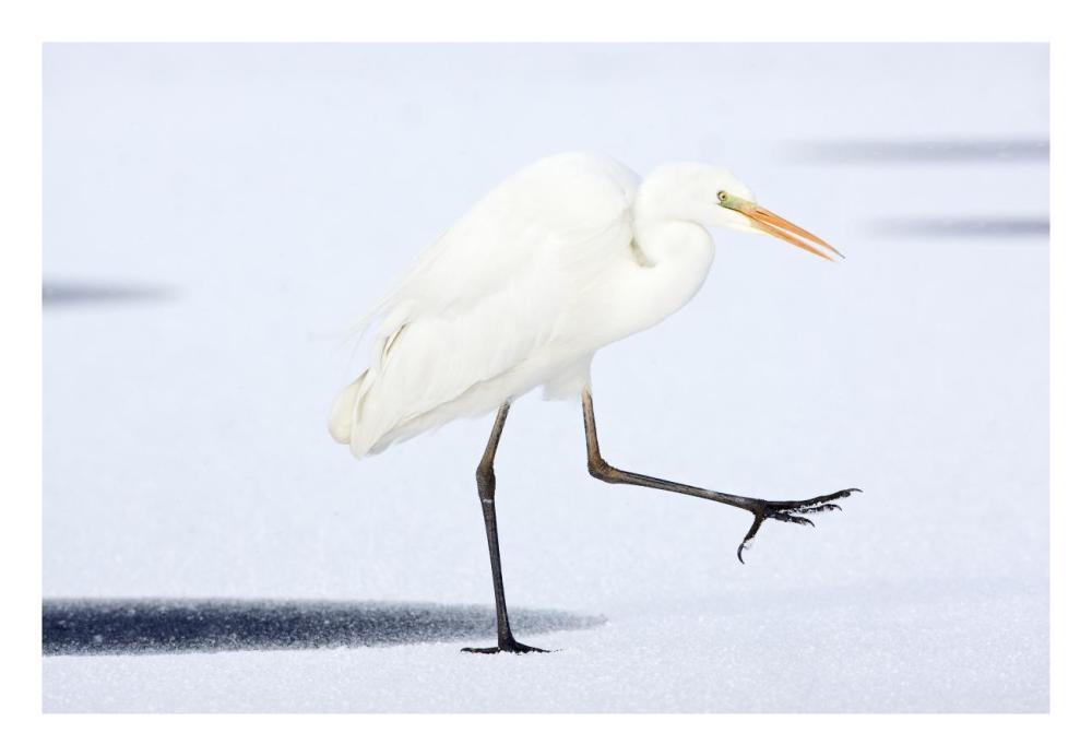 Great White Egret walking across the ice, Netherlands-Paper Art-26"x18"