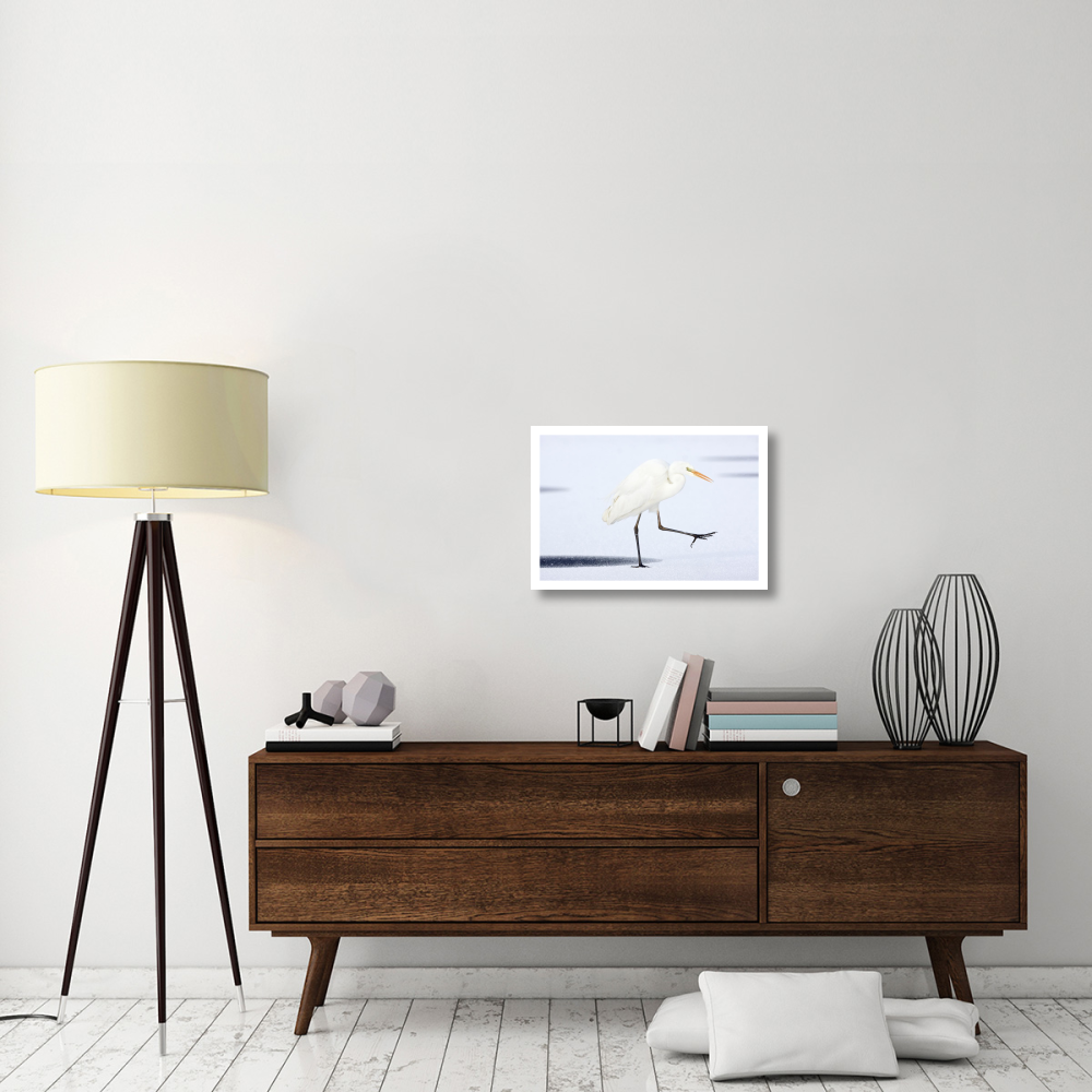Great White Egret walking across the ice, Netherlands-Paper Art-26&quotx18"