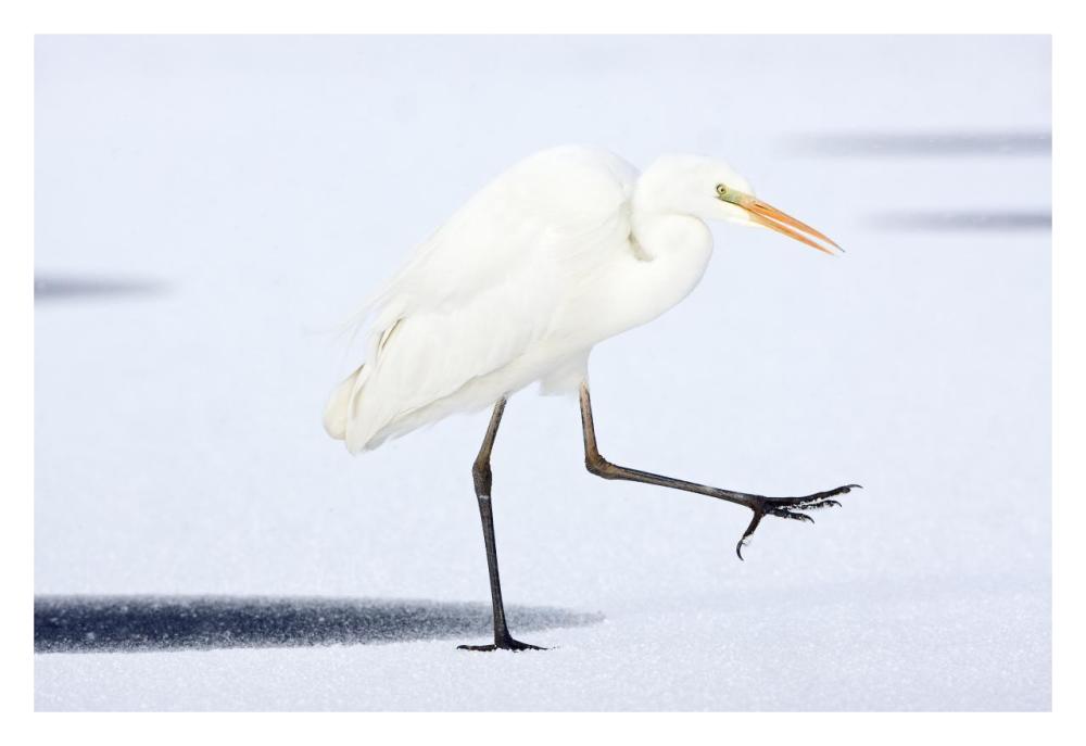 Great White Egret walking across the ice, Netherlands-Paper Art-32"x22"